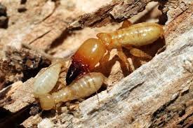 Three termites on decomposing wood, including a soldier with large mandibles and two workers, illustrating active infestation and wood damage.