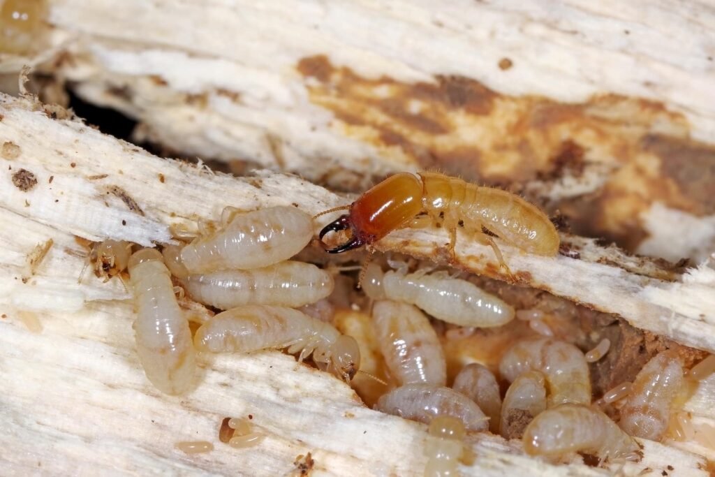 "Close-up of soldier and worker termites inside decaying wood, showing life cycle stages and severe structural damage from infestation