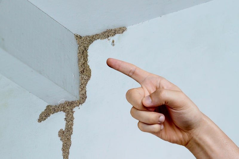 "Hand pointing at termite mud tubes on white wall corner, showing visible signs of infestation and structural risk in residential property